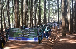 Foxhill Reforestation program